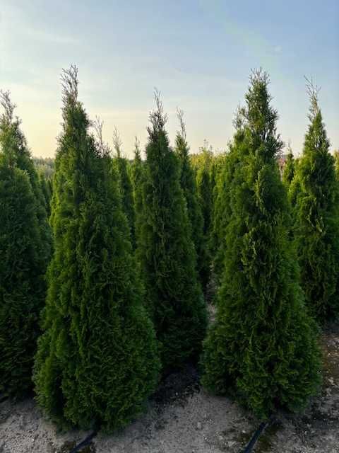 Tuja Szmaragd, Żywopłoty, Producent