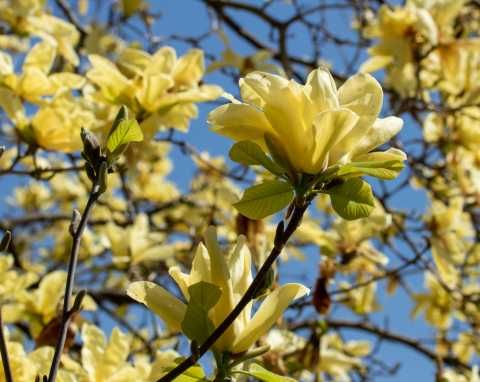 Magnolia Yellow River, żółte kwiaty, drzewko XXL, 180cm plus.
