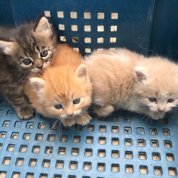 Віддам кошенят безкоштовно