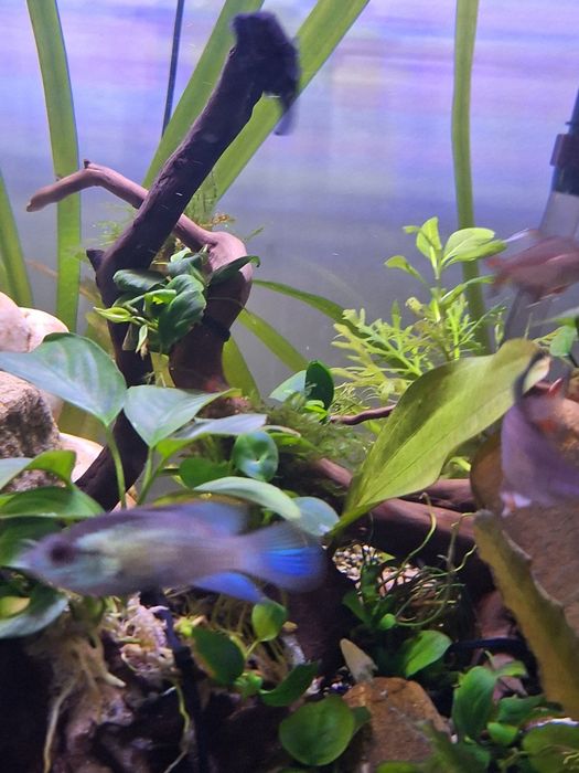 Peixe 7Ramireze  Electric blue venda ou troca