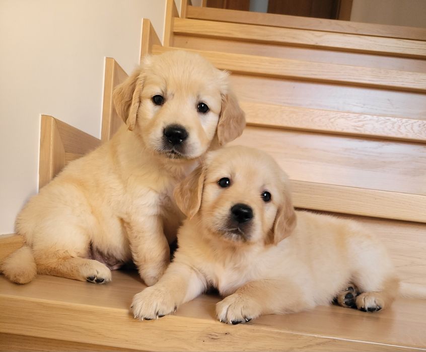 Golden Retriever Kremowo- Złoty
