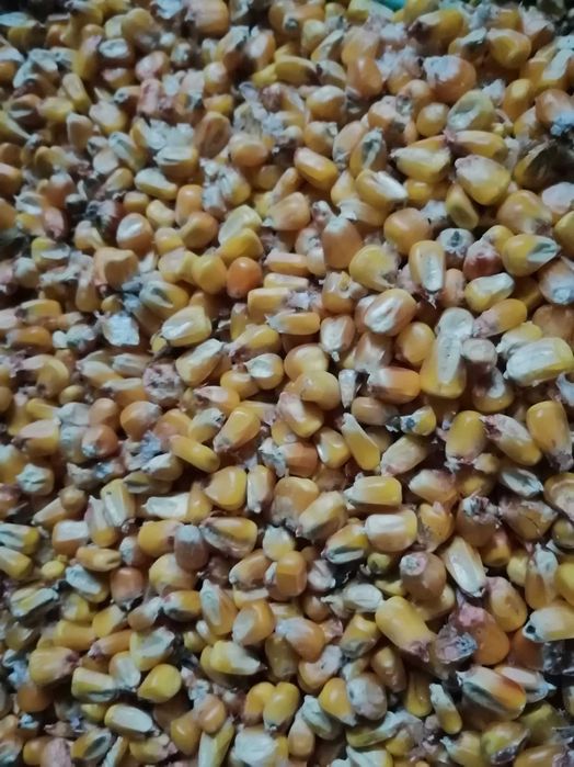 Kukurydza sucha pszenica na paszę