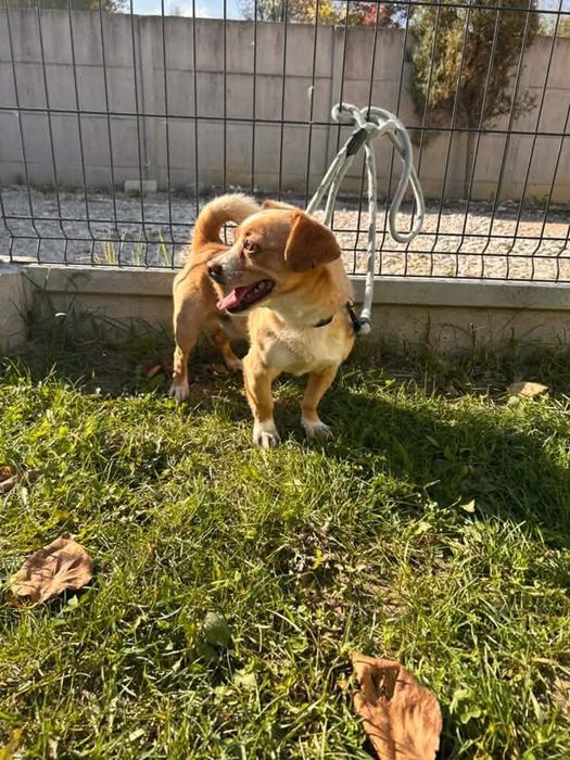 Kochany psiak do adopcji
