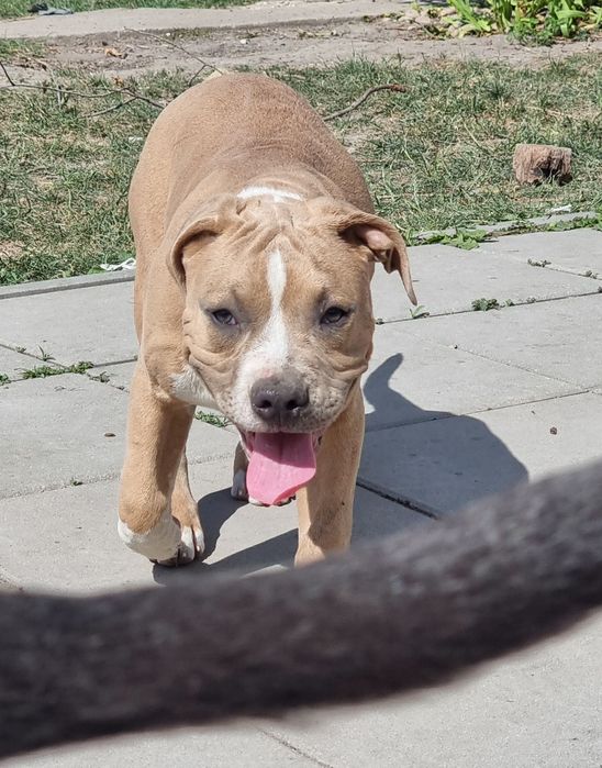 American Staffordshire Terrier