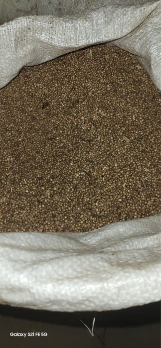 Продам Коріандр Гірчиця