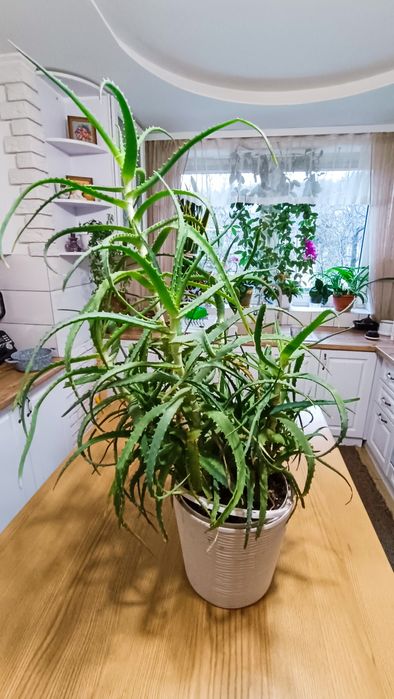 Алое велике продам