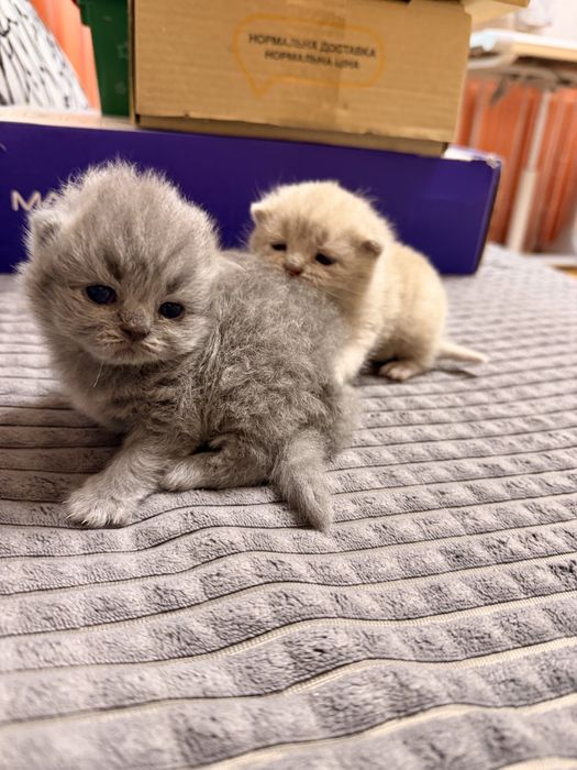 Шотландскі котята