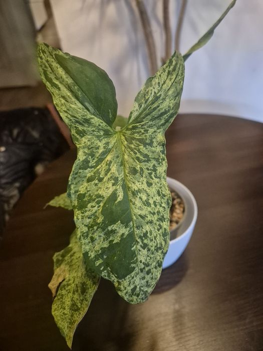 Syngonium panda galaxy mohito duża sadzonka