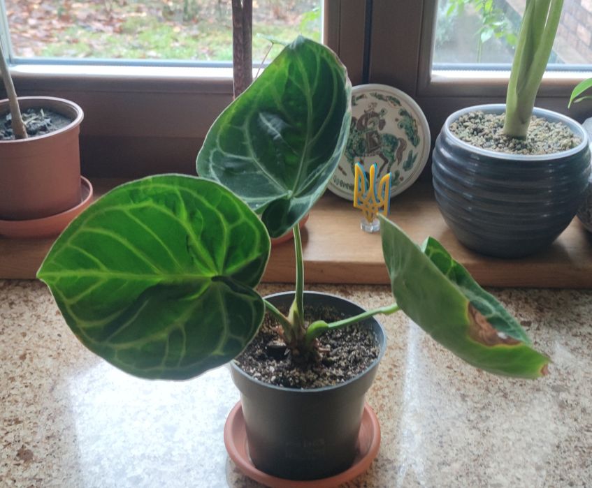 Антуріум Сільвер Блаш (Anthurium Crystallinum Silver Blush)