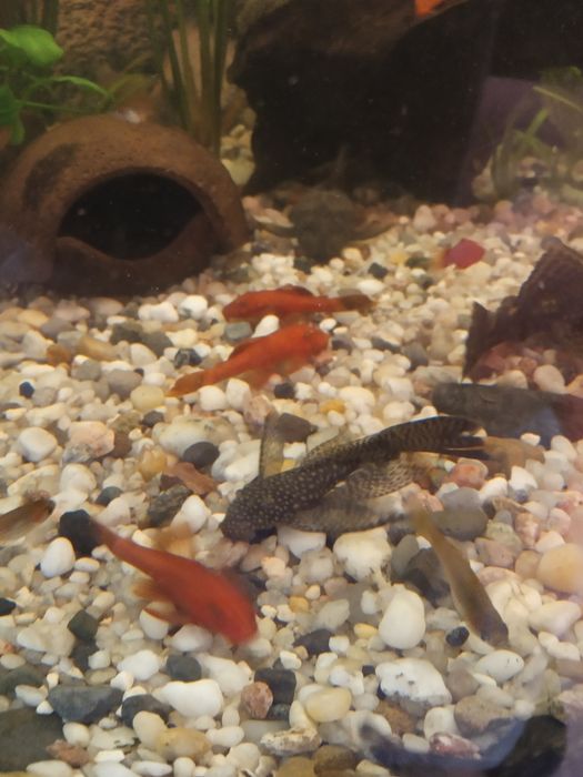 Glonojad zbrojnik  Super Red