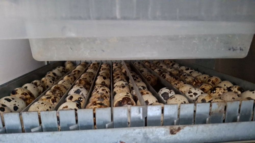 Codornizes e ovos galados