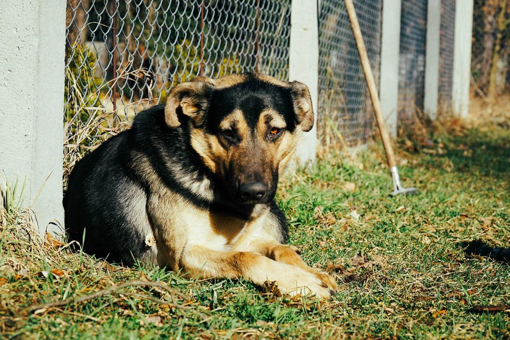 Alert - pies szuka domu
