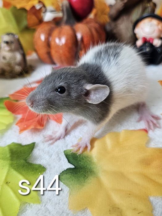 Szczurki szczurek szczury