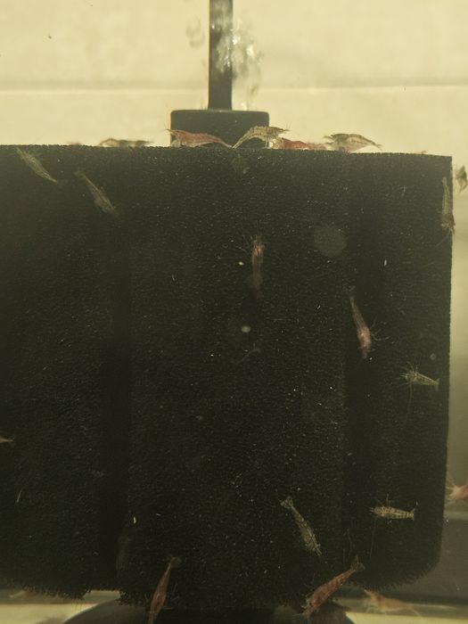 Pack Neocaridina descartes 100 unidades