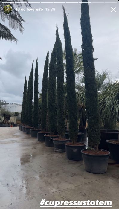 Cupressus Totem 100CM-150CM-200CM-250CM-300CM-400CM-500CM