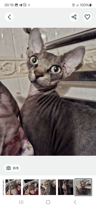 Уникальный котик Сема!