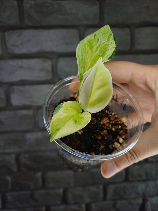 Epipremnum Japanese Global #4