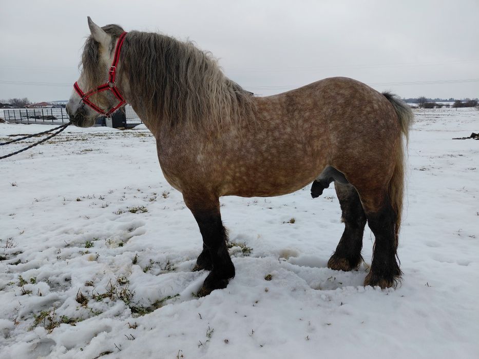 Ogier z licencja siwy szpak