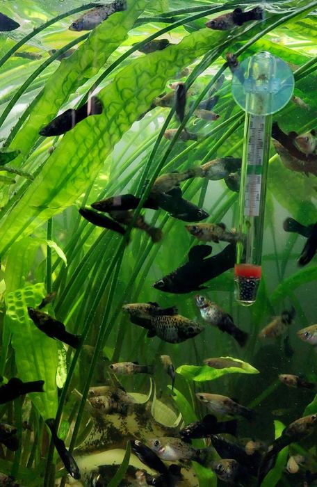 młode molinezje czarno srebrne