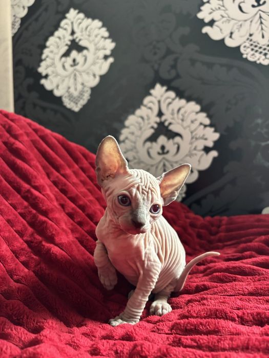 Канадський сфінкс