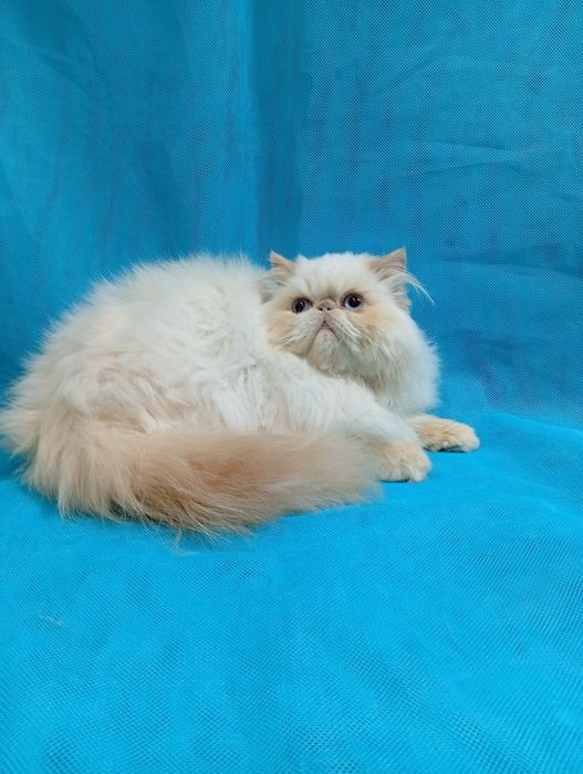 Персидський блакитноокий котик