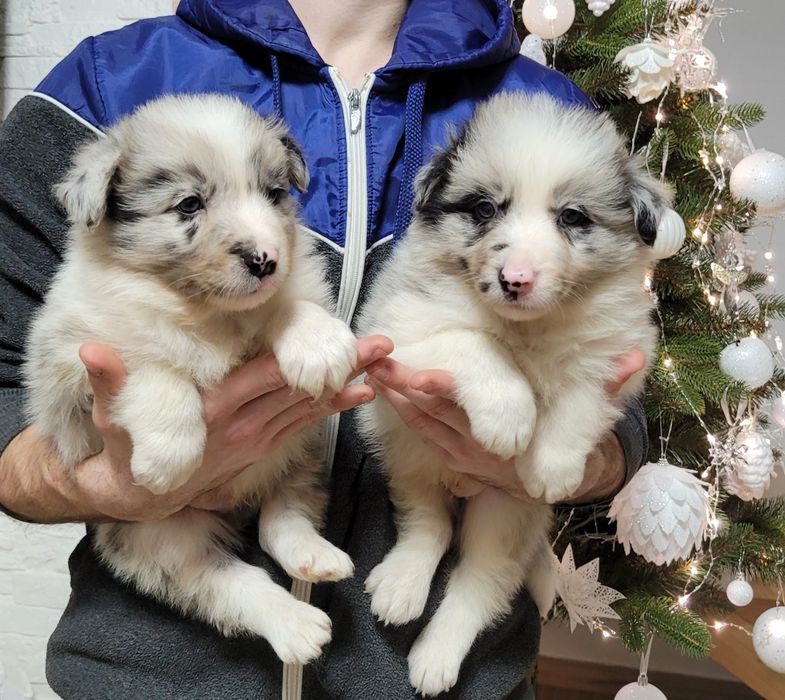 Border Collie Maluszek