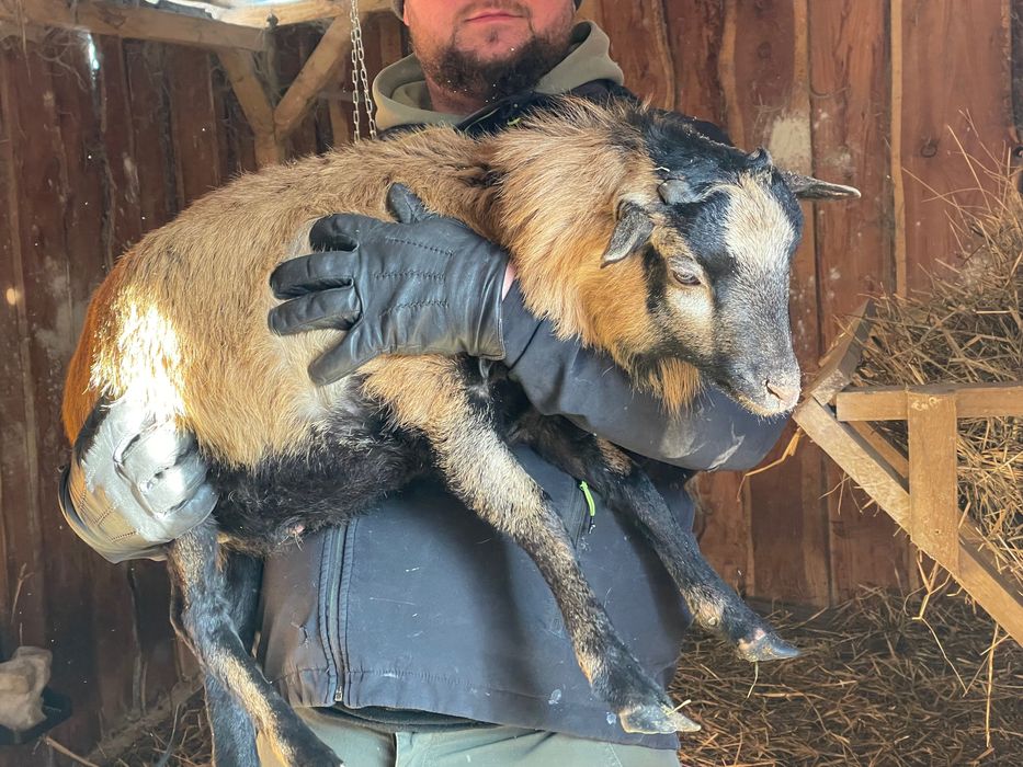 Barany, baranki owce kameruńskie