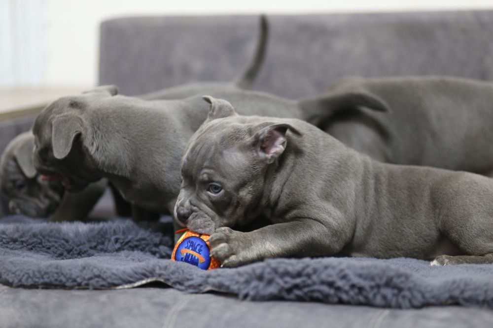 Ambully , Bully, pocket