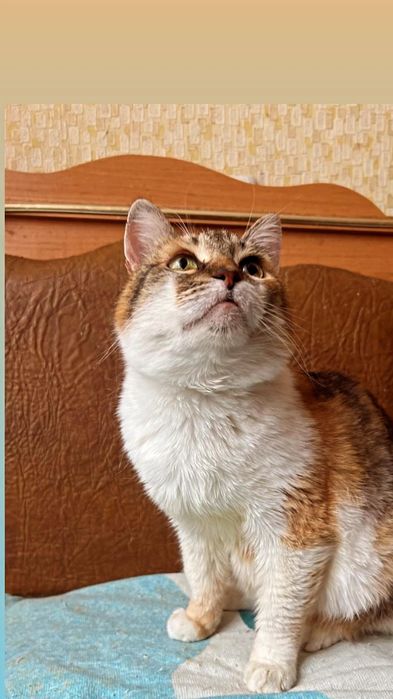 Отдам кошку трехцветку, стерилизована, 1,5 года