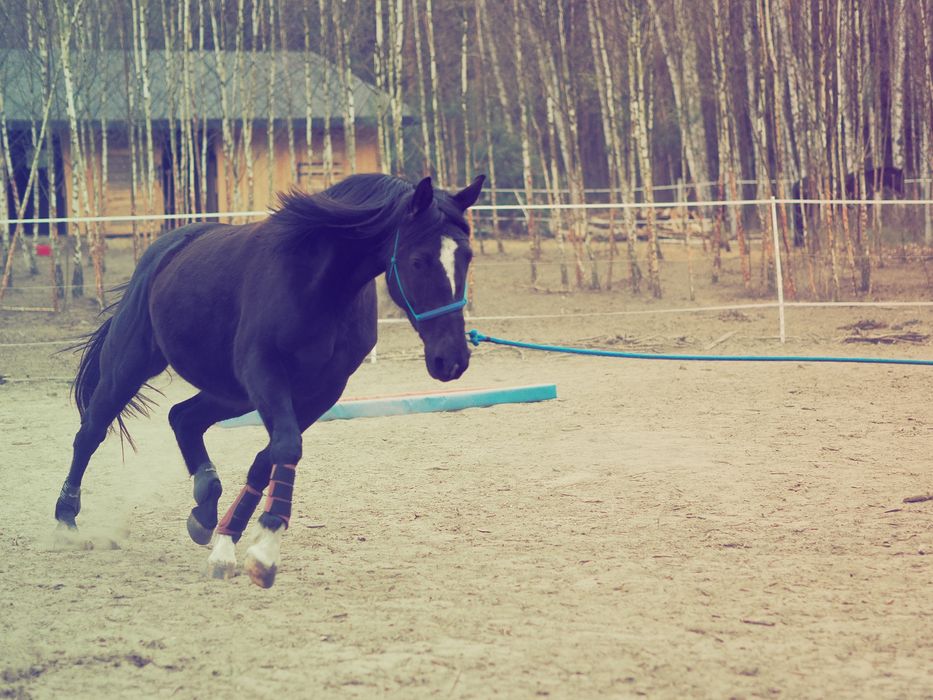 Klacz Klusak Francuski do dobrego domu