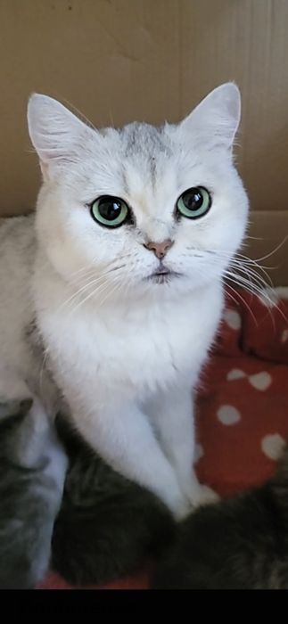 Шикарна  дівчинка