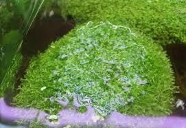 Продам  аквариумный мох ричия, роголистник