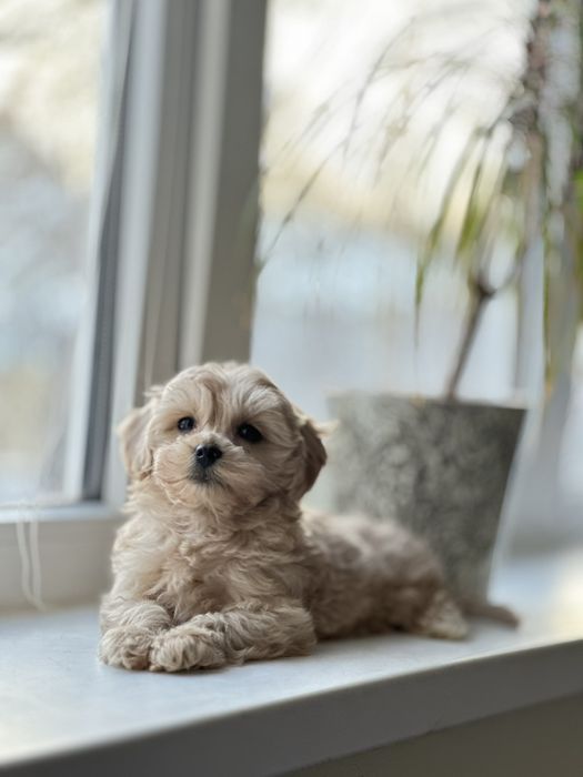 Люкс цуценята мальтіпу. Мальтипу _) самі класні у нас! Звертайтесь