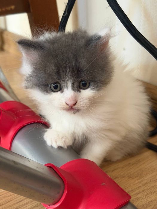 Віддамо кошенят