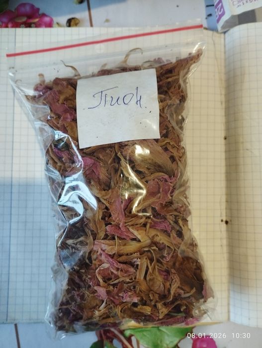 Цикорій троянда чебрець акація піон одуванчик