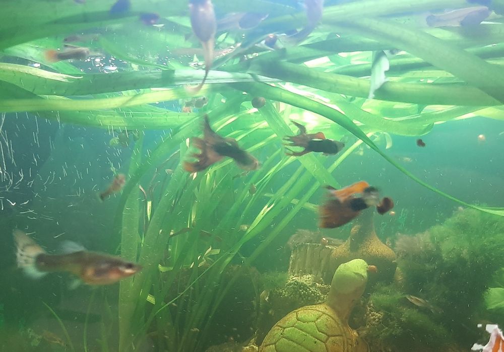 Рыбки гуппи пос. Котовского