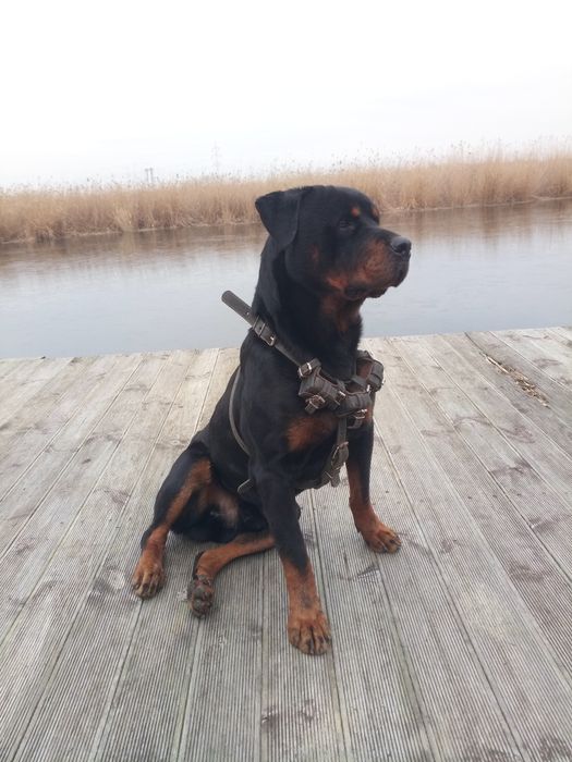 Ротвейлер для вязки