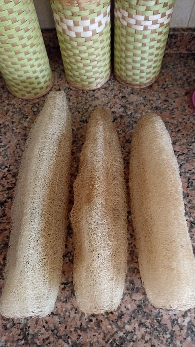 Sementes de lufa esponja natural