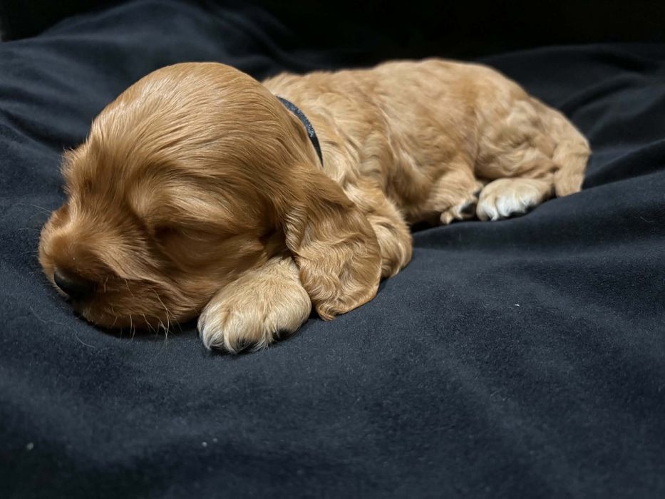Cocker spaniel angielski piesek ostanie dwa pieski