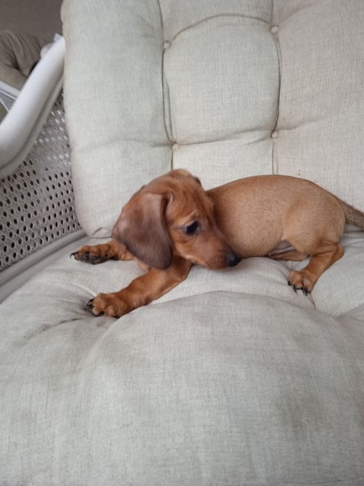 Jamnik krótkowłosy