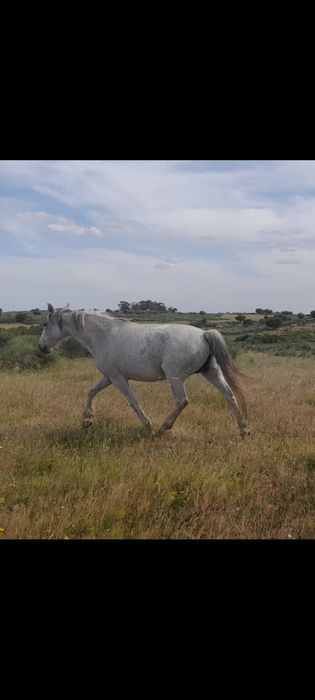 Cavalo para venda