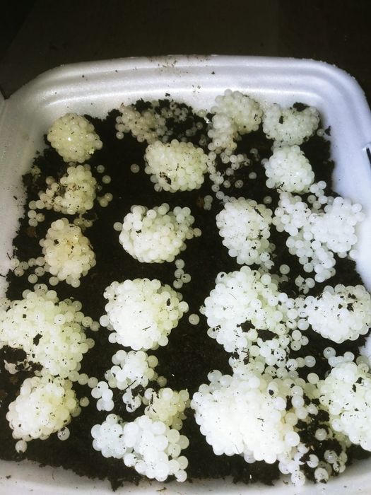 Kokony Helix Aspersa Muller/Maxima