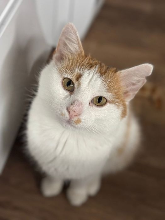 Uroczy Maślaczek szuka domu!