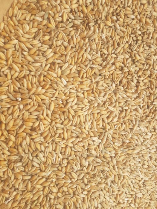 Sprzedam pszenica, pszenżyto, owies