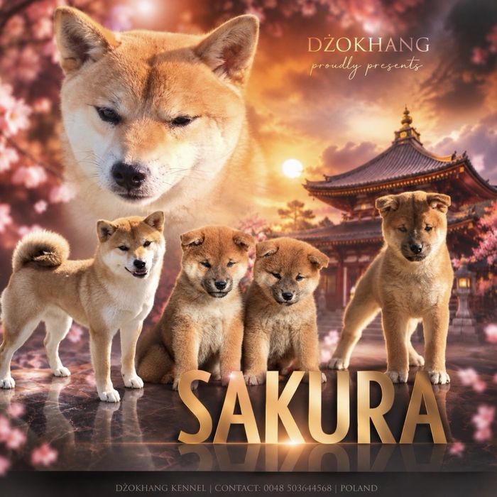 Shiba inu ZkwP fci
