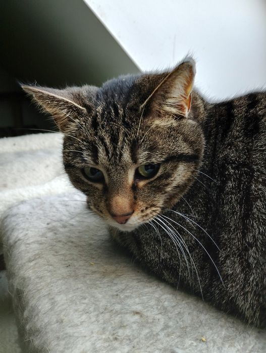 Patty 2.5 roczna koteczka do adopcji