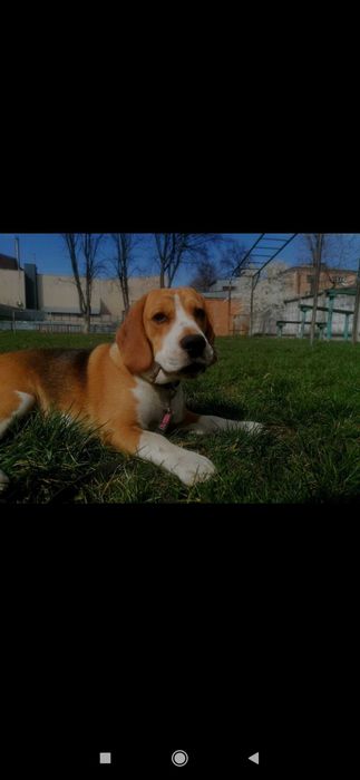 Бігль в'язка! Київ,Хмельницький ,Чернівці , Кам'янець Подільський