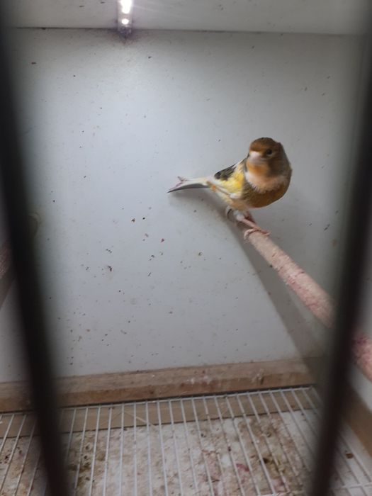 Kanarek samiec sprzedam