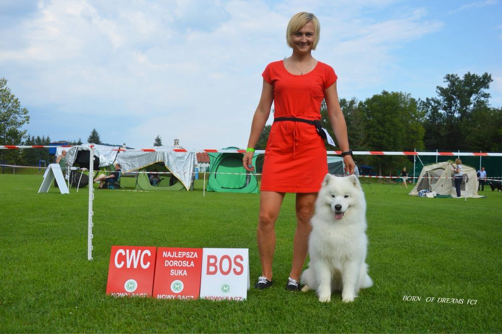 Samoyed/ Samojed ZKwP/FCI *Plany hodowlane WIOSNA 2026*