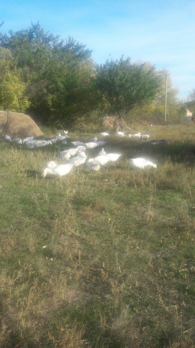 Продам білі Гуси